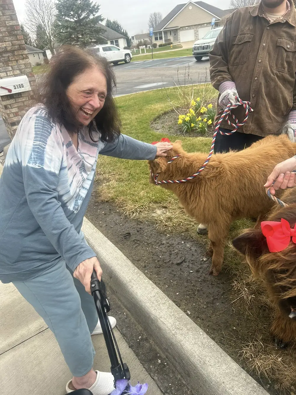 HydePark-10 An older woman smiles while petting a small brown cow wearing a red bow, with two people holding the cow on leashes beside her.