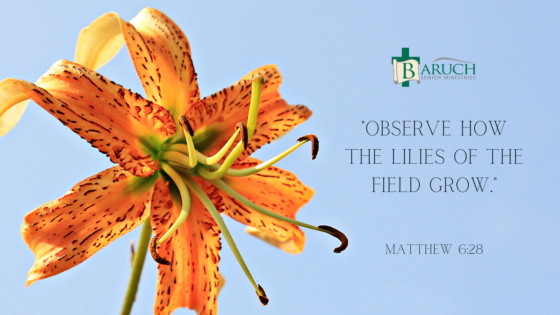 Close-up of an orange lily flower against a blue sky, featuring the Bible verse "Observe how the lilies of the field grow" from Matthew 6:28, the Baruch Ministries logo, and the theme of Observing the Lilies.