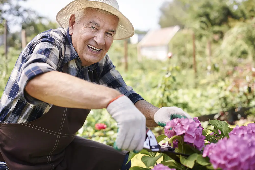 Older man wearing a hat and gloves is smiling while pruning pink flowers with gardening shears in a garden.