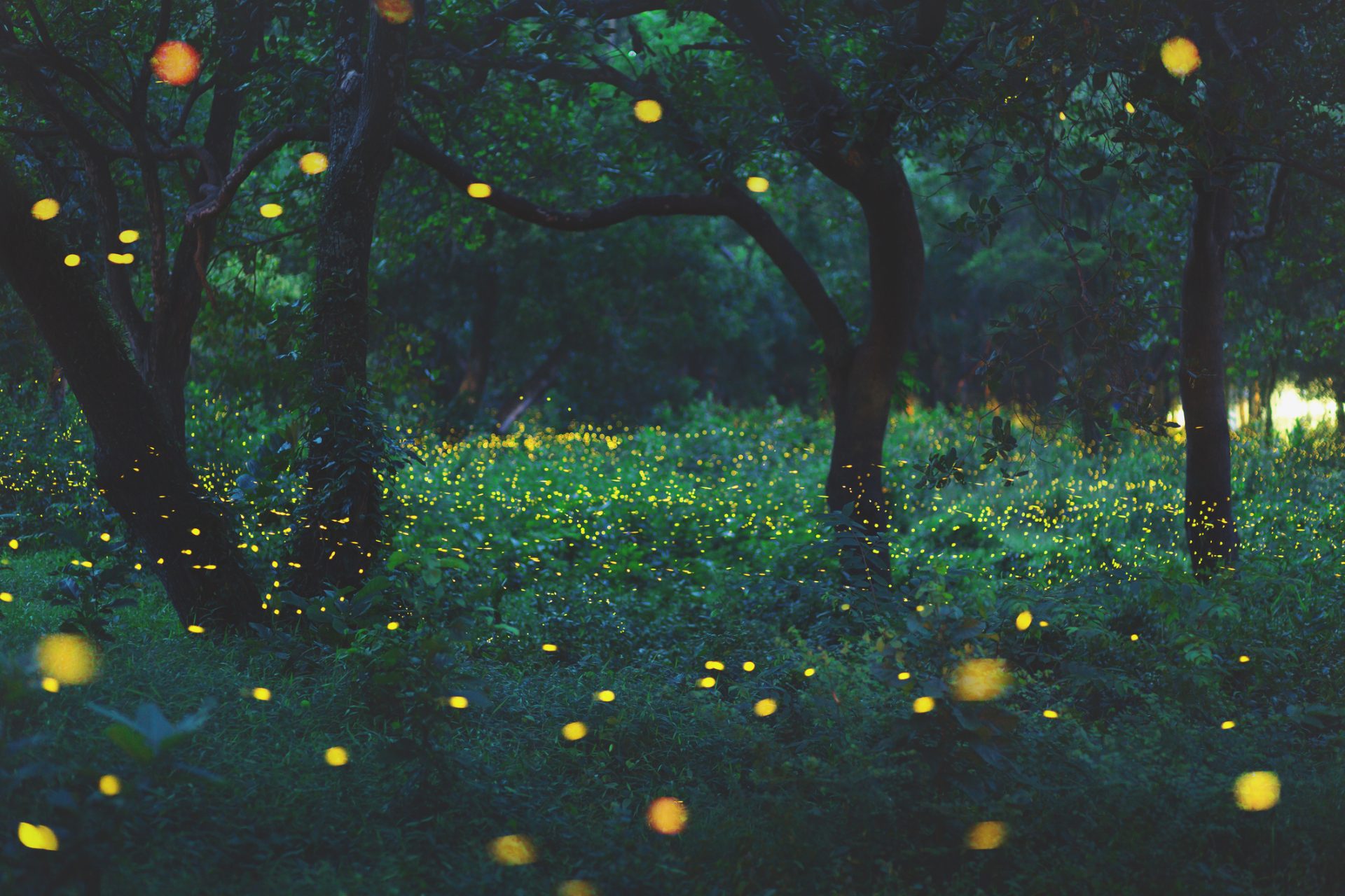 A forest scene at dusk with numerous fireflies glowing yellow among green trees and foliage, evoking a sense of God's Love shining quietly in nature.