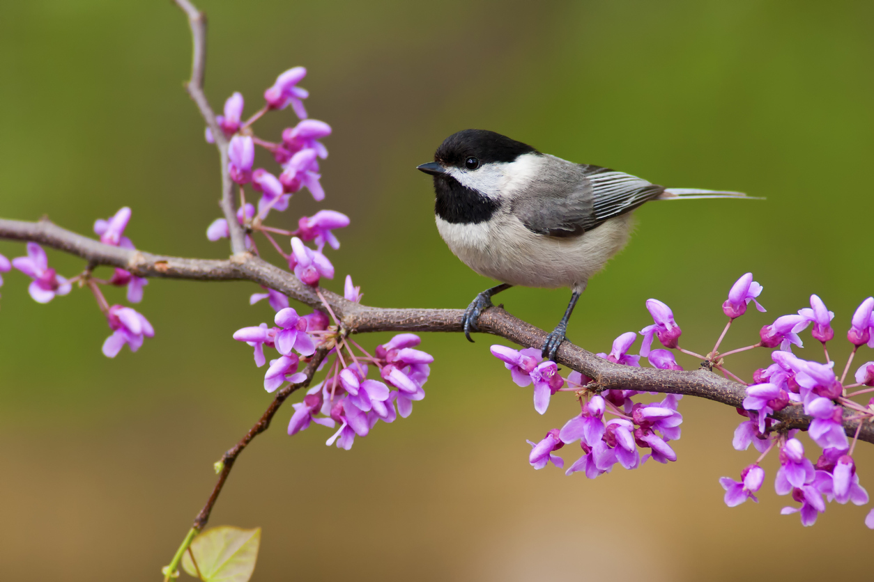 A black-capped chickadee perched on a branch with bright pink flowers against a blurred green background, capturing the Beauty of the Earth for our June Spiritual Care reflections.