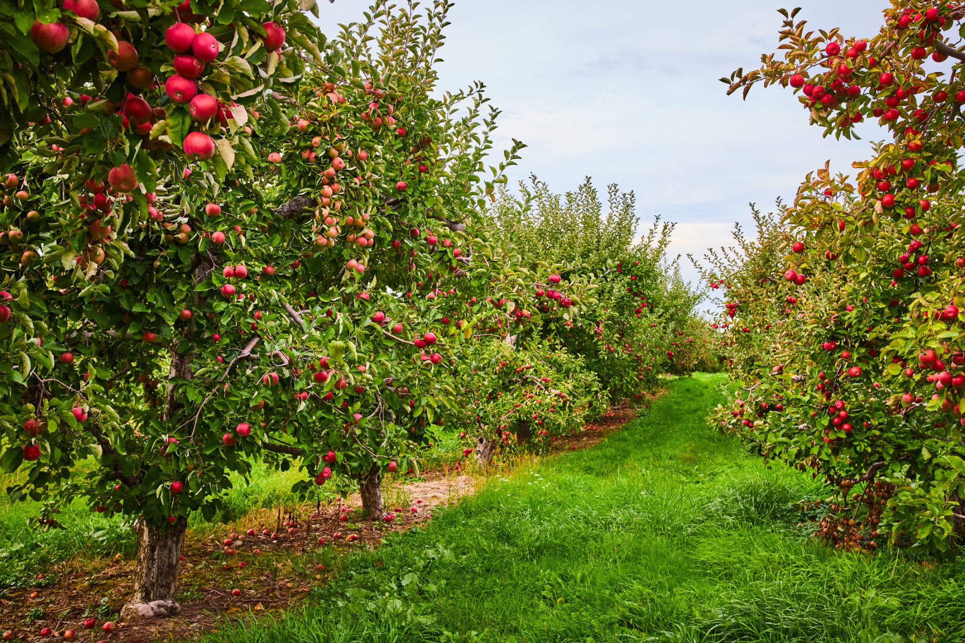 Rows of apple trees with ripe red apples grow on grassy ground in an orchard under a lightly cloudy sky, offering a tranquil scene that brings a satisfied soul—perfect inspiration for our November Blog on spiritual care.