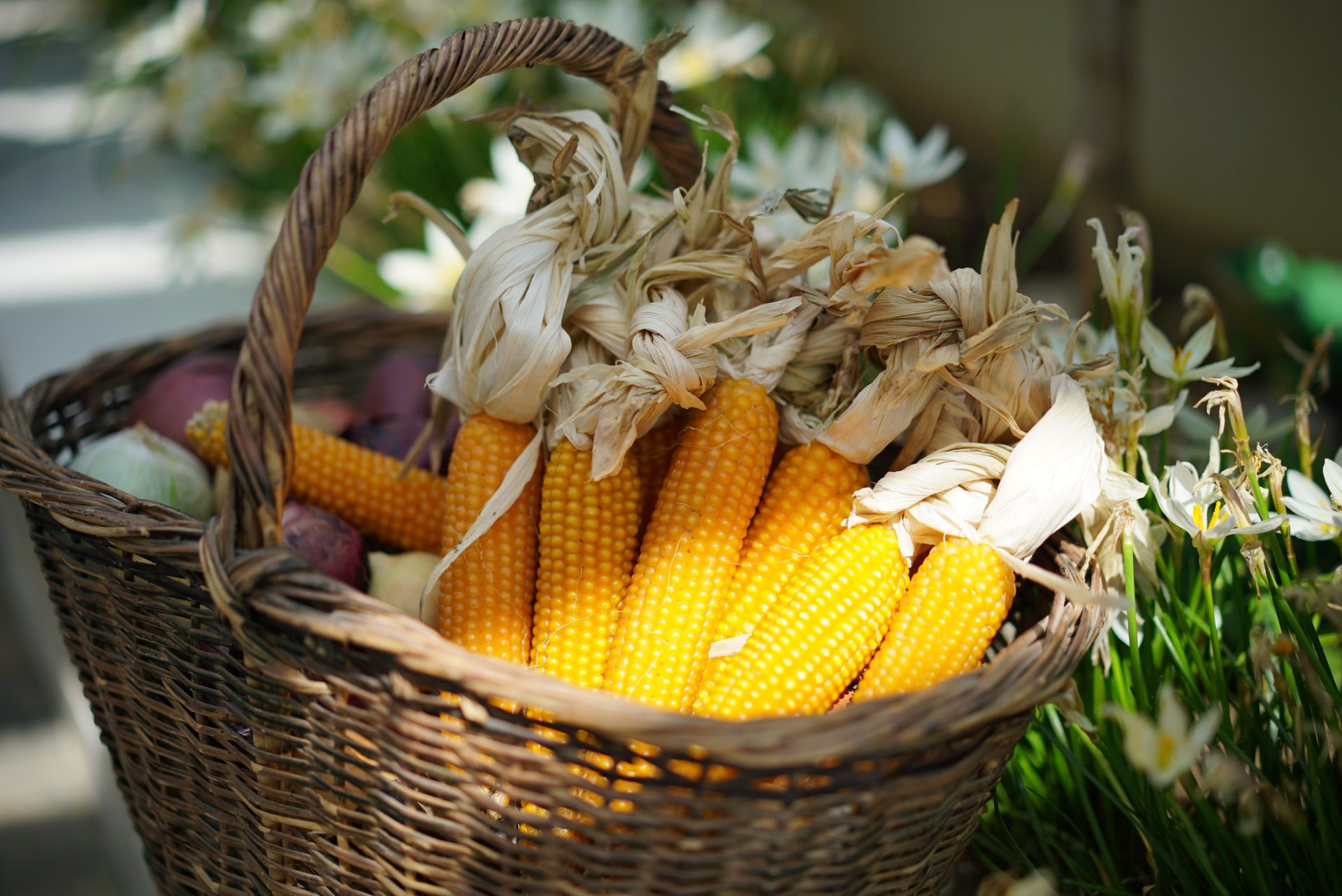 A wicker basket filled with several ears of corn, some with husks attached, placed outdoors near white flowers—a perfect image for an October blog about giving thanks and spiritual care.