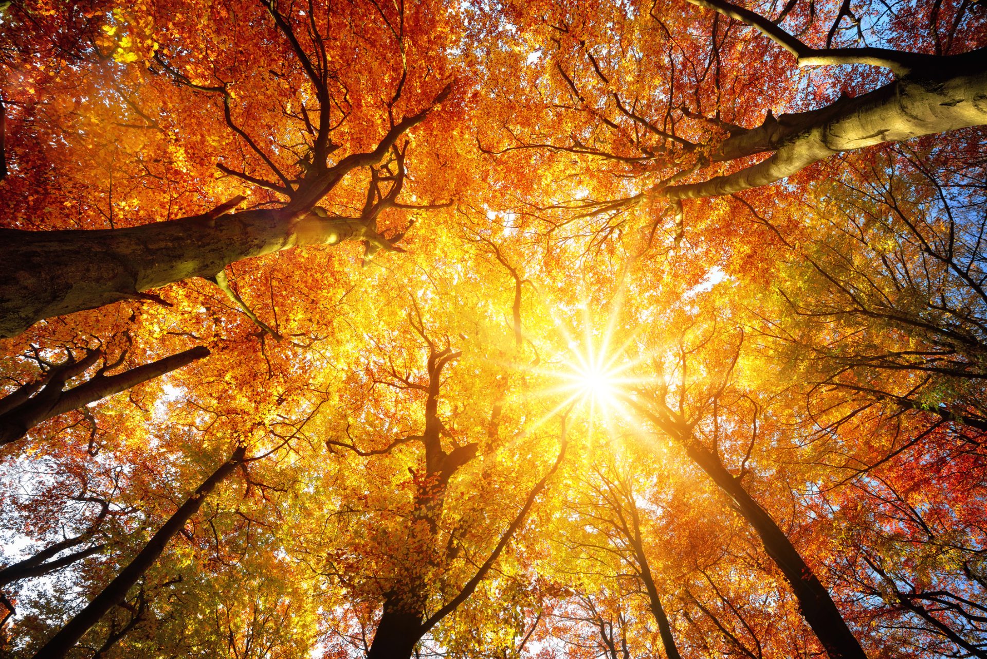 Sunlight shines through the colorful autumn leaves of tall trees in November, illuminating the orange, red, and yellow foliage from below—a vivid reminder of God’s Bounty in nature.