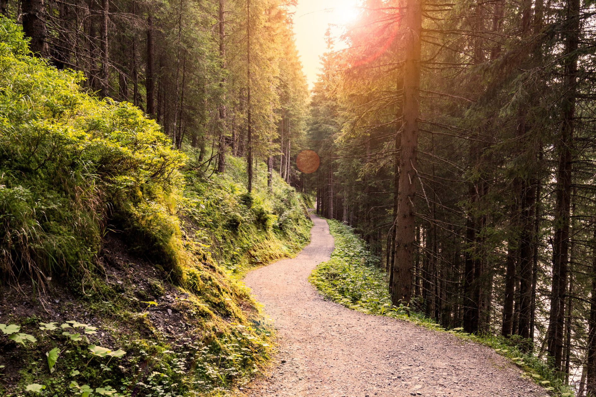 A sunlit dirt path winds through a dense green forest, with tall trees on both sides and sunlight streaming through the branches.