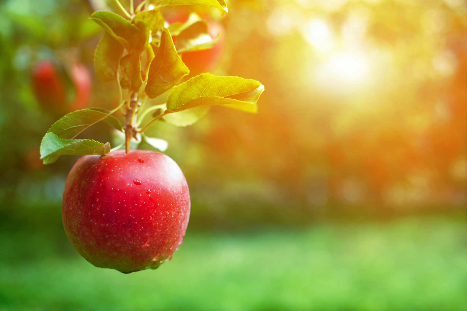 A red apple hangs from a tree branch with green leaves, sunlight shining in the background and a blurred green field, evoking a sense of God’s love and serenity in nature.