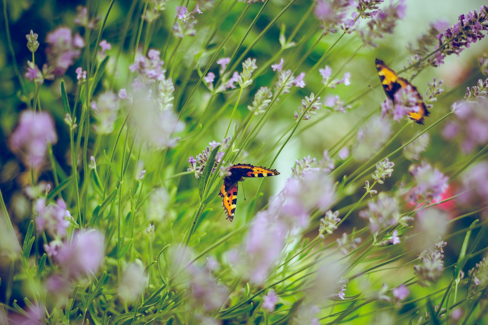 Two orange and black butterflies rest on purple lavender flowers in a green garden—an open invitation to thrive amid blurred foliage and colorful blooms.